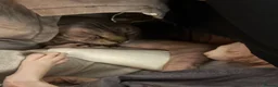 Sphynx cats for sale: Canadian Sphynx Elf  - Advert 11