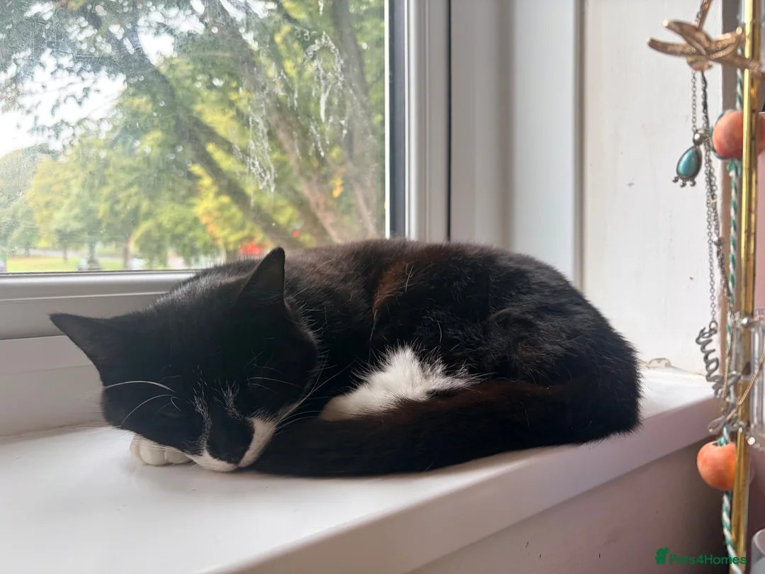 British Shorthair cats for sale: 2 cats looking for forever home in Salisbury - Advert 1