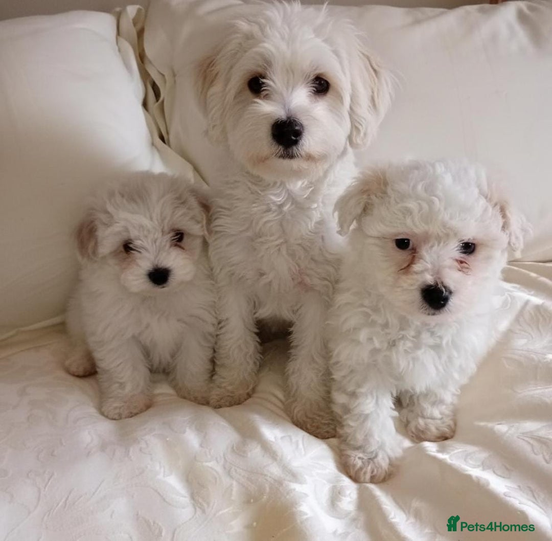 Maltipoo dogs for sale: Maltipoo puppies  - Advert 13