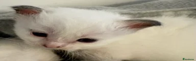 Birman Kitten 3