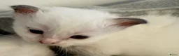 Birman cats for sale: Adorable GCCF registered Birman kittens - Advert 4