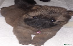 Chow Chow dogs for sale:  KC registered Chow Chow puppies for sale.🤗 - Image 34