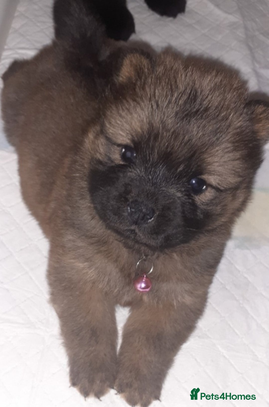 Chow Chow dogs for sale:  KC registered Chow Chow puppies for sale.🤗 - Image 34