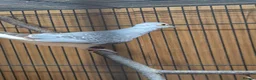 Doves birds for sale: Various Young Diamond Doves - Advert 4
