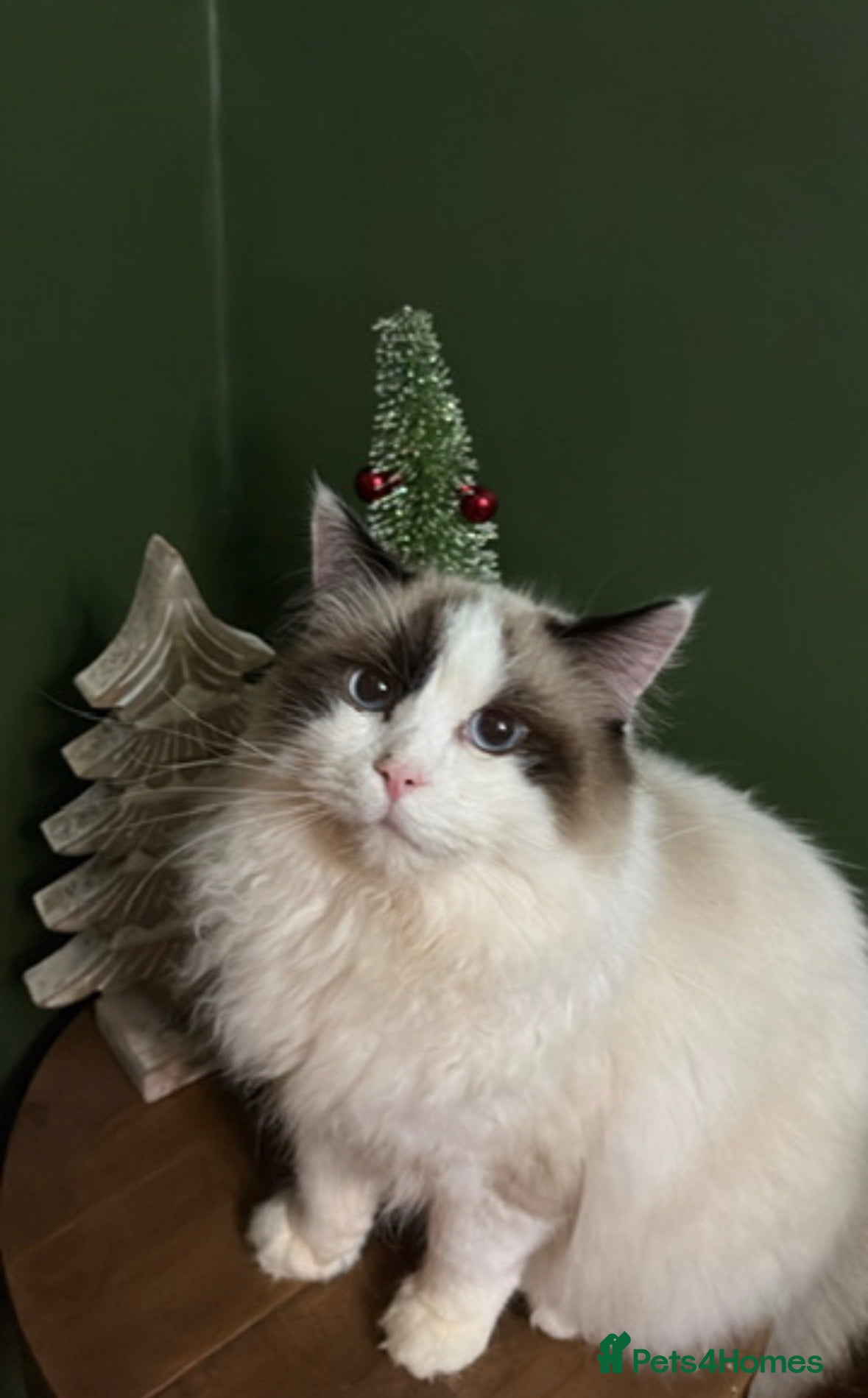 Ragdoll cats Seal point Male ragdoll - Advert 2