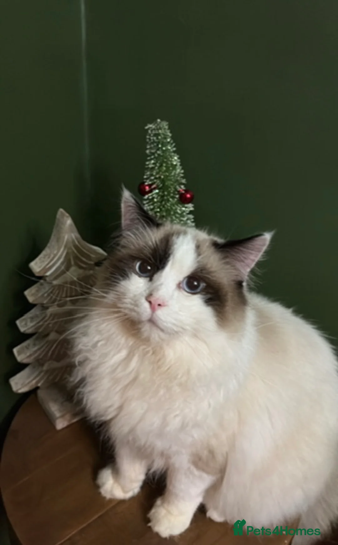 Ragdoll cats for sale: Seal point Male ragdoll - Advert 1