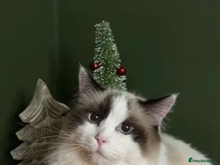 Ragdoll cats Seal point Male ragdoll - Advert 1