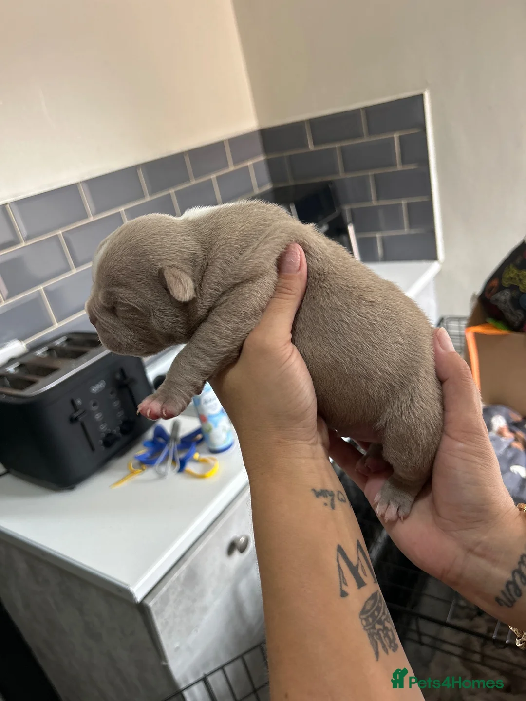 American Bully dogs for sale: Pocket bullys - Advert 1
