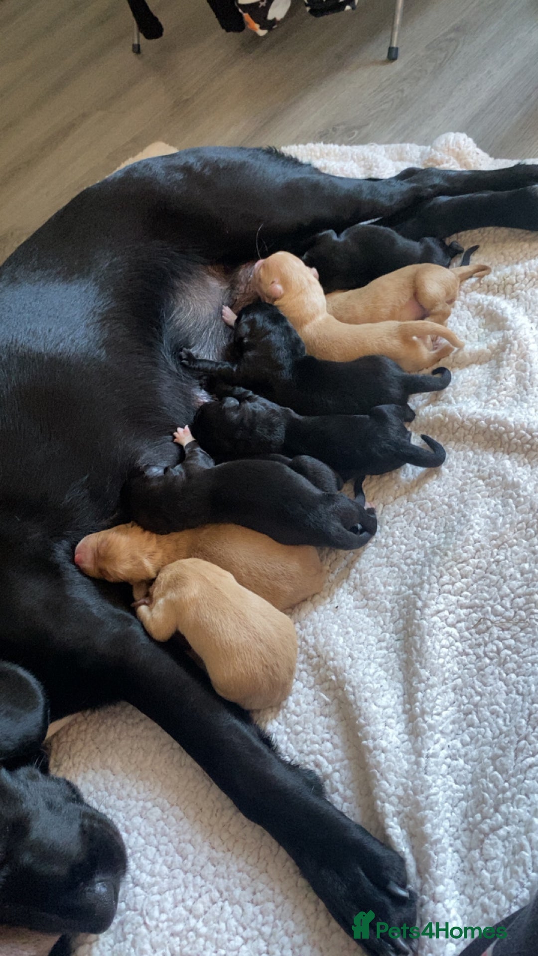 Springador dogs for sale: Labrador puppies - Advert 4