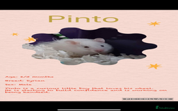 Hamster rodents for sale: Hamsters  - Image 26