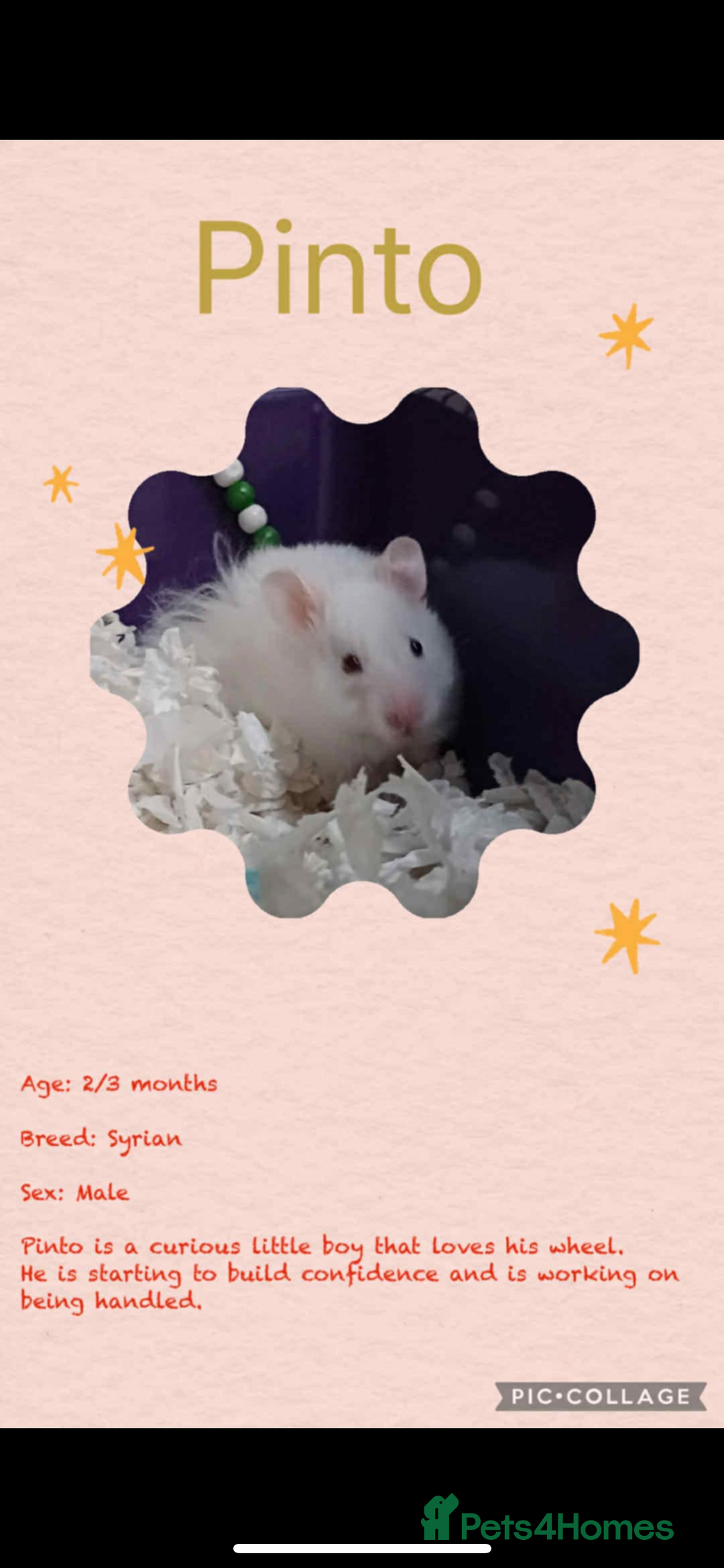 Hamster rodents for sale: Hamsters  - Image 26