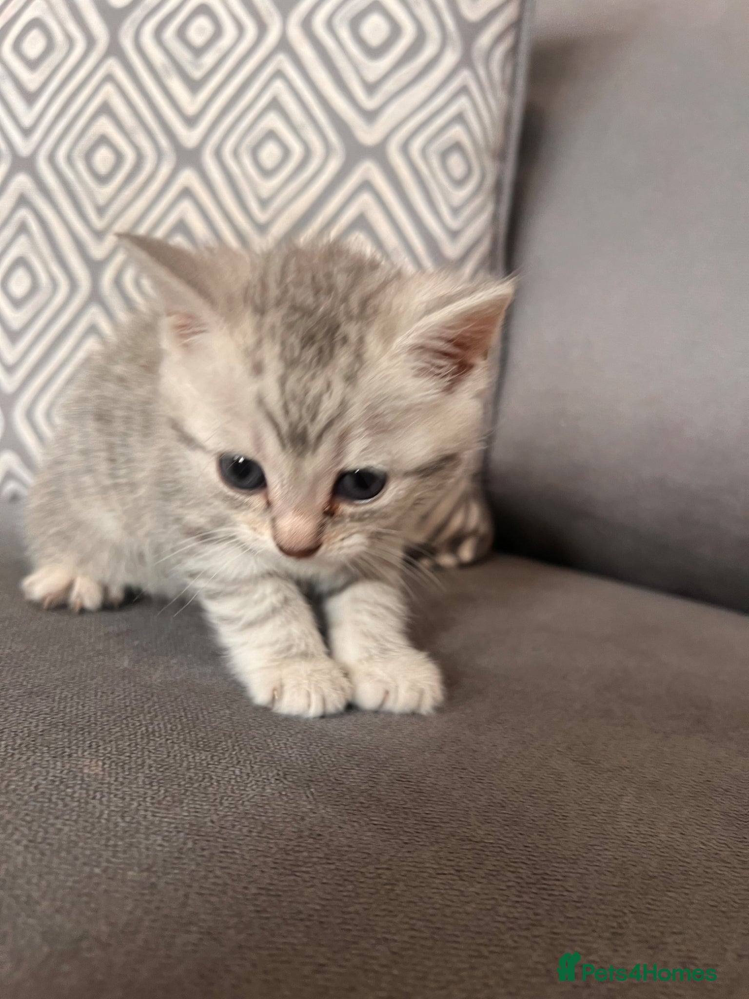 Scottish Fold cats for sale: Scottish and brittish kittens in Wigston - Advert 25