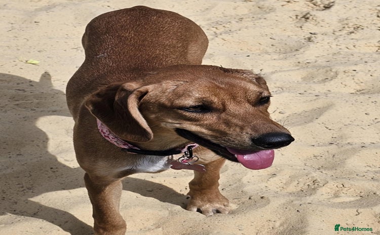 Mixed Breed dogs - Advert 1