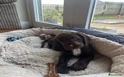 Sprocker dogs for sale: Sprocker spaniel puppy  - Image 3
