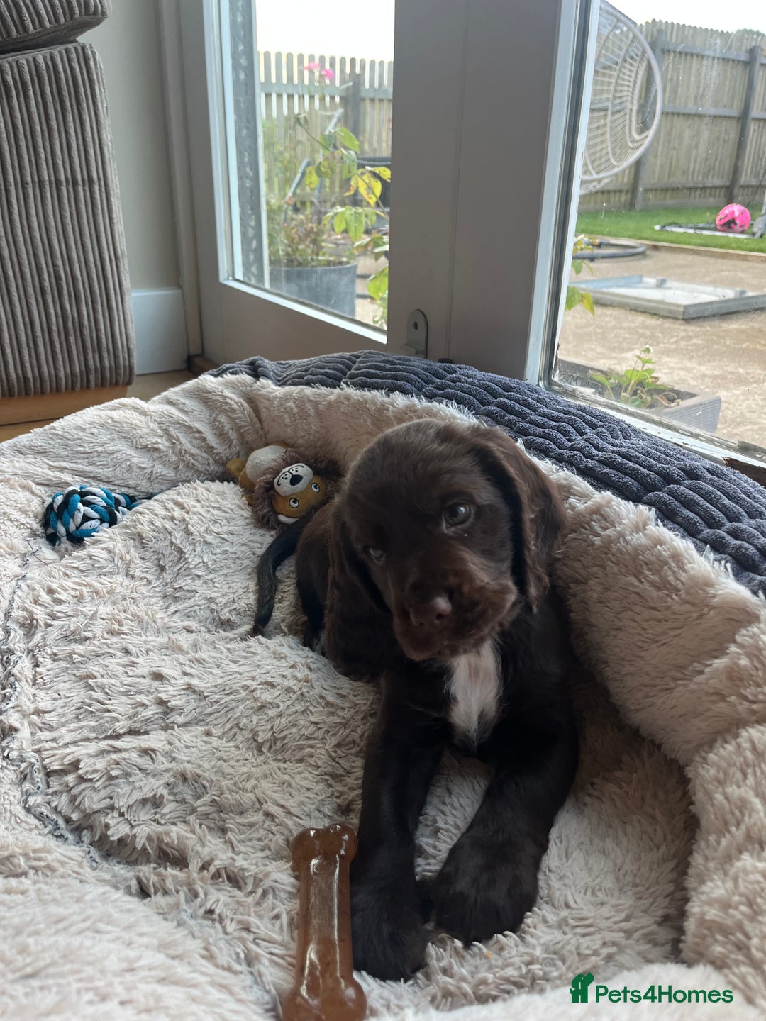 Sprocker dogs for sale: Sprocker spaniel puppy  - Image 3