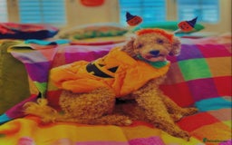 Cavapoo dogs for stud: STUD DOG Rupert Bear the Cavapoo - Image 5