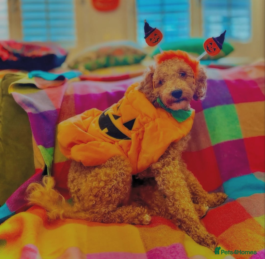Cavapoo dogs for stud: STUD DOG Rupert Bear the Cavapoo - Image 5