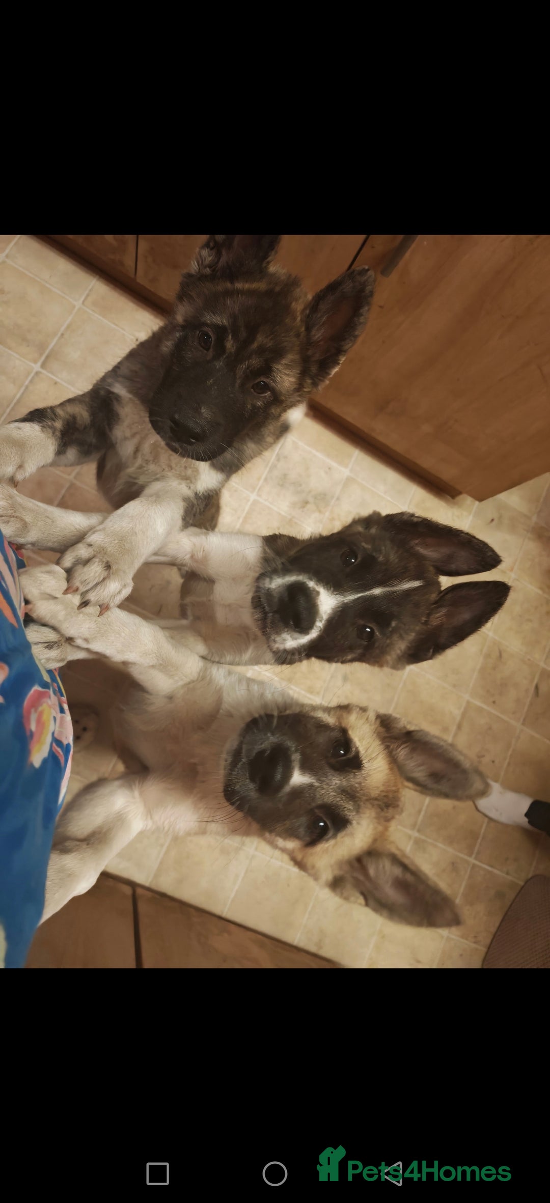 Mixed Breed dogs for sale: Akita  puppies for sale  - Image 5