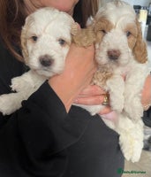 Cockapoo dogs Beautiful F1 Cockapoo Puppies - Advert 2