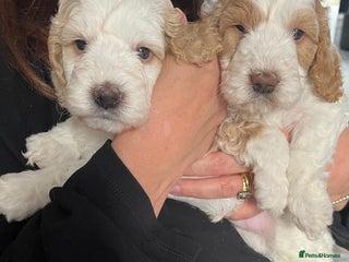 Cockapoo dogs - Advert 11