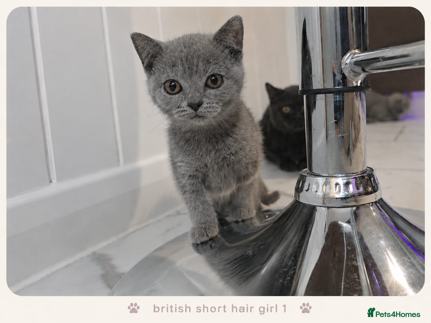 British Shorthair cats Pure Breed British Shorthair Kittens - Advert 17