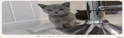 British Shorthair cats for sale: Pure Breed British Shorthair Kittens - Advert 4
