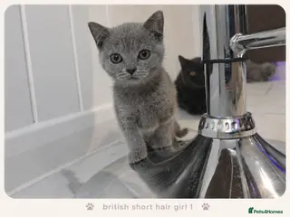 British Shorthair cats Pure Breed British Shorthair Kittens - Advert 17