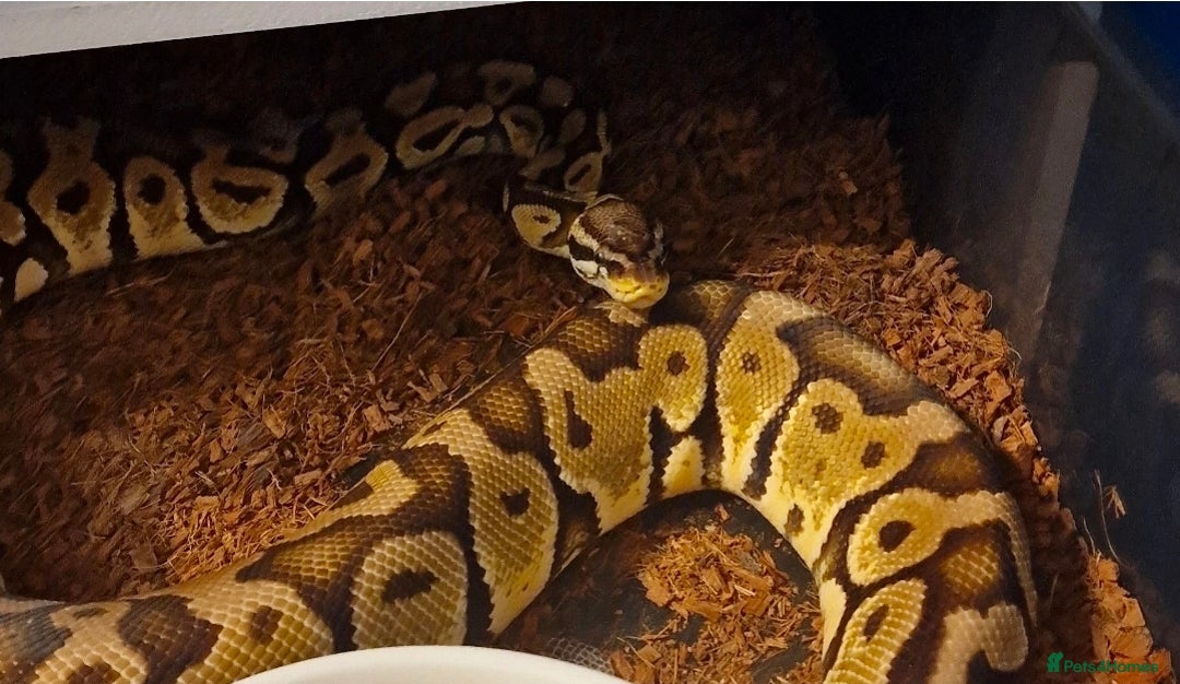 Python Snake reptiles for sale: Multiple adult female royal python  - Advert 10