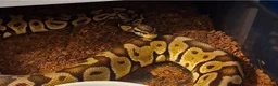 Python Snake reptiles for sale: Multiple adult female royal python  in Hartlepool - Advert 10