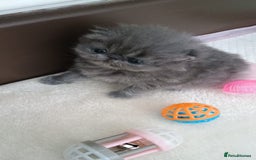 Persian cats for sale: Pure Bred Persian Babies GCCF Registered Breeder - Image 11