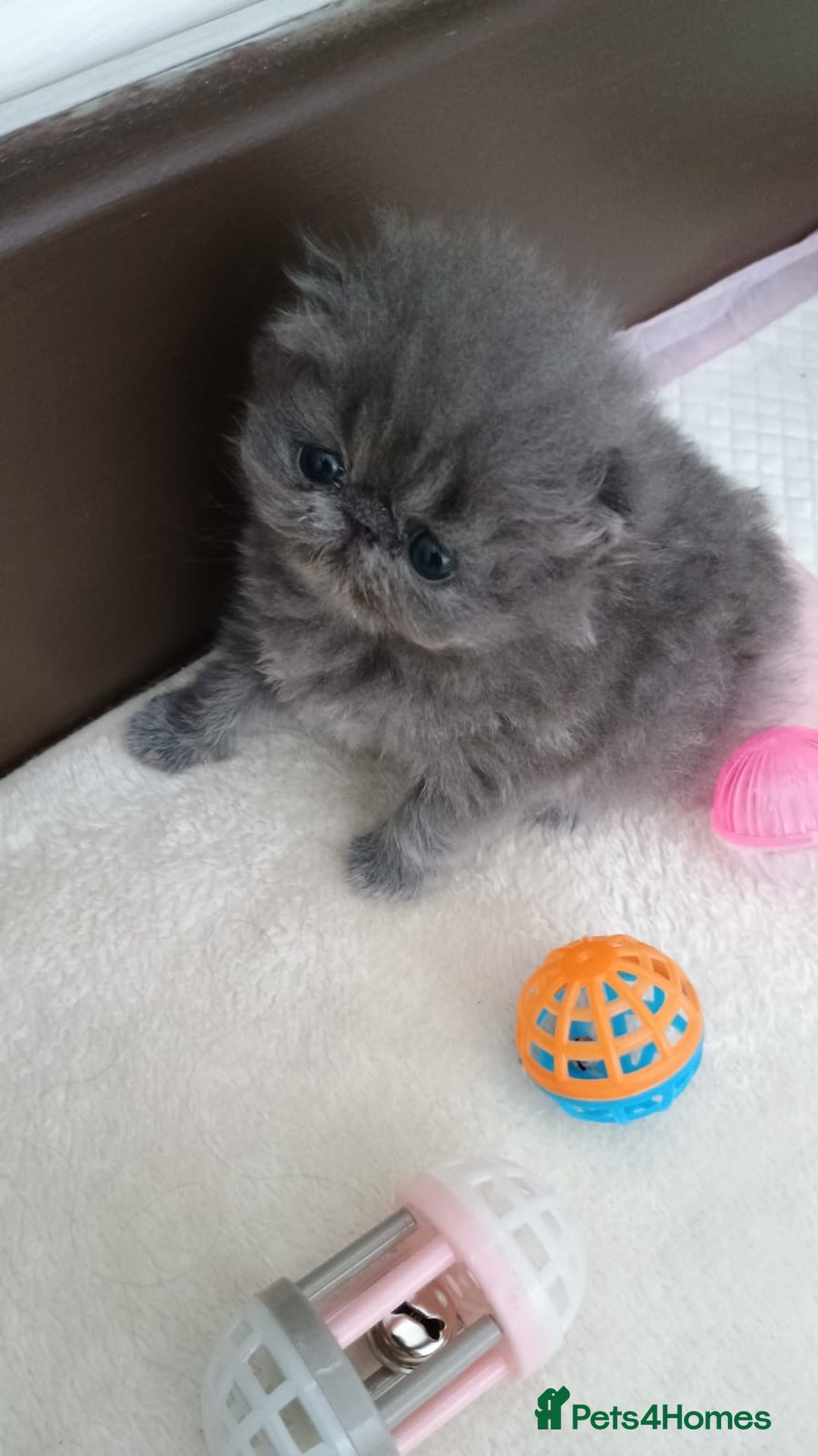 Persian cats for sale: Pure Bred Persian Babies GCCF Registered Breeder - Image 11