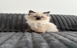 Ragdoll cats for sale: 2 Ragdoll Kittens left 🐾🤍 READY TO LEAVE NOW! - Image 22