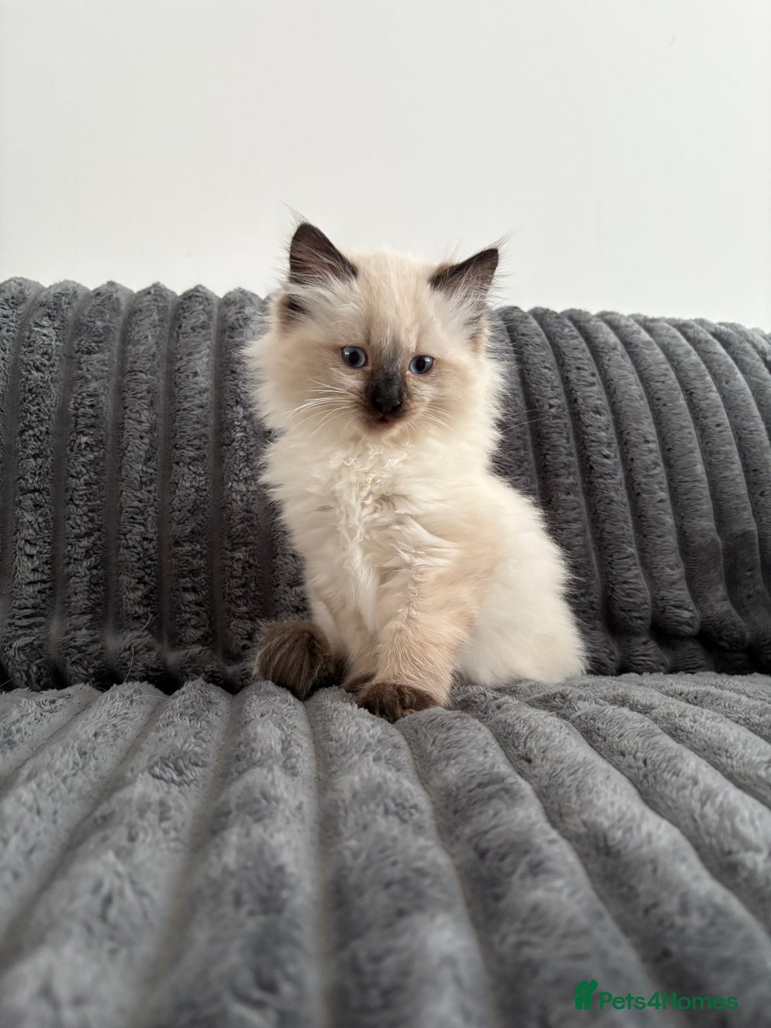 Ragdoll cats for sale: 2 Ragdoll Kittens left 🐾🤍 READY TO LEAVE NOW! - Image 22