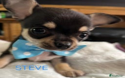 Chihuahua dogs for sale: KC Registered Apple Head Chihuahuas  - Image 4