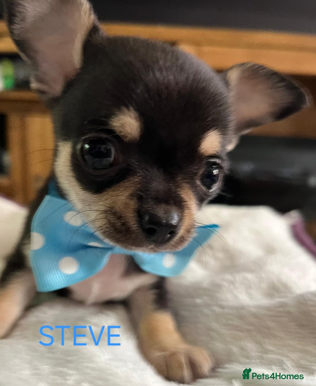 Chihuahua dogs for sale: KC Registered Apple Head Chihuahuas  - Image 4