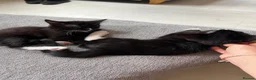 Mixed Breed cats for sale: Black and white female kittens for sale - Advert 2