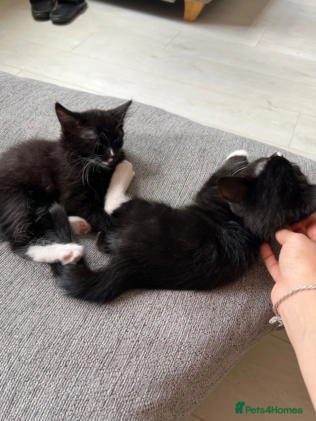 Mixed Breed cats for sale: Black and white female kittens for sale - Advert 2