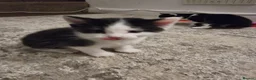 Domestic Shorthair cats for sale: Gorgeous tuxedo and mixed litter - Advert 6