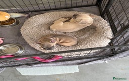 French Bulldog dogs for sale: One adorable female 🩷 French Bulldog Puppy  - Image 24