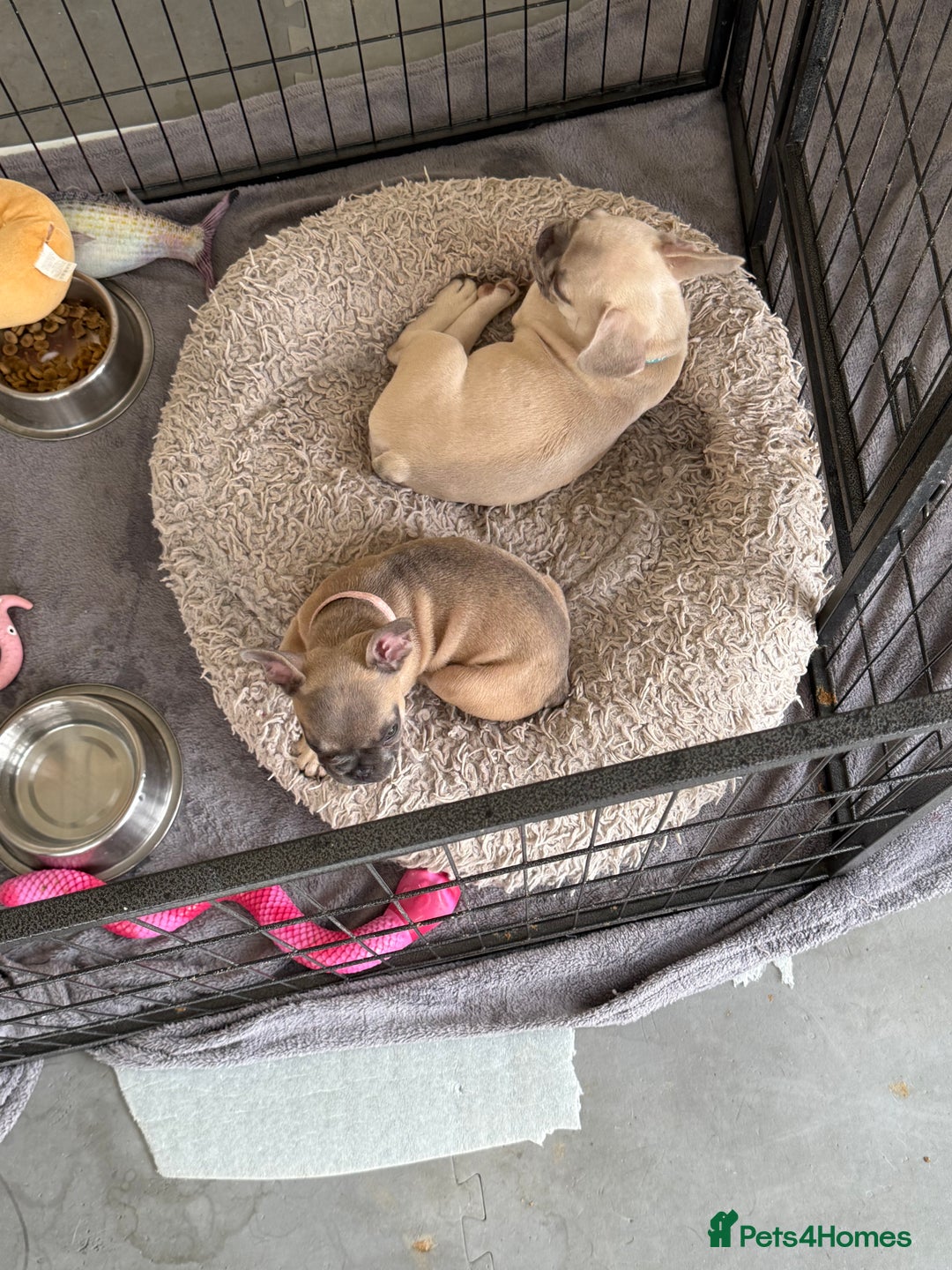 French Bulldog dogs for sale: One adorable female 🩷 French Bulldog Puppy  - Image 24