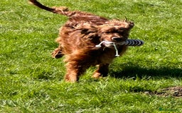 Irish Setter dogs for sale: 🎉Due🎉 Dark Red Setter Pups Health Tested Parents - Image 4