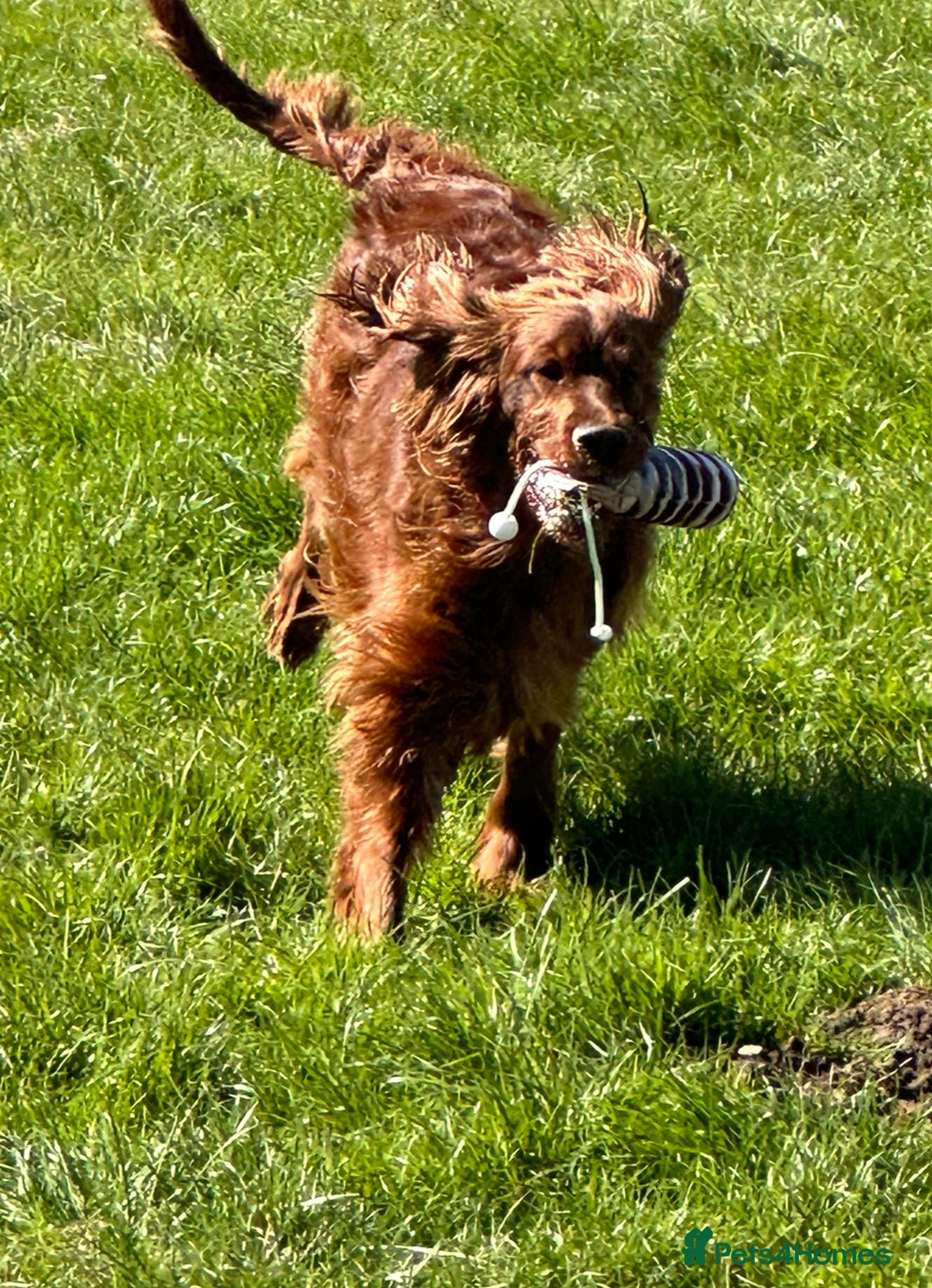 Irish Setter dogs for sale: 🎉Due🎉 Dark Red Setter Pups Health Tested Parents - Image 4