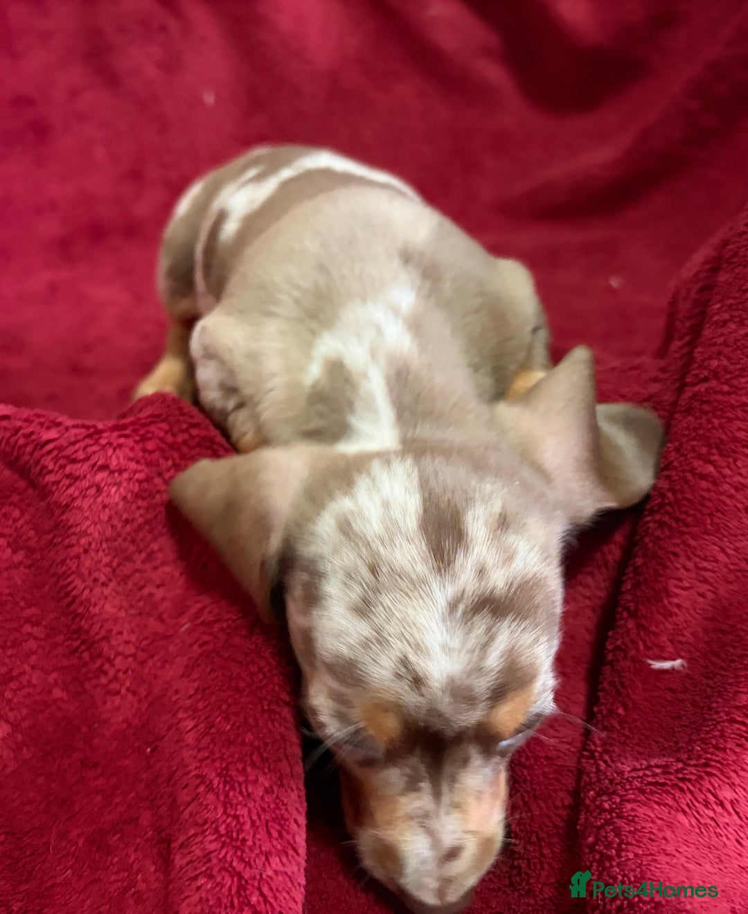 Miniature Dachshund dogs for sale: Stunning Miniature Dachshund Boys 💙 - Advert 13