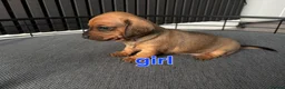 Miniature Dachshund dogs for sale: BEAUTIFUL MINIATURE DACHSHUND  - Advert 5