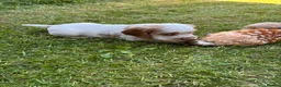 Mixed Breed dogs for sale: Clumber x Puppies  - Advert 25