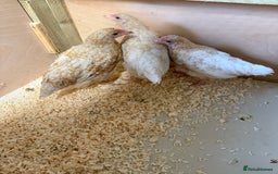Chickens poultry for sale: For sale pullet hybrids  - Image 3