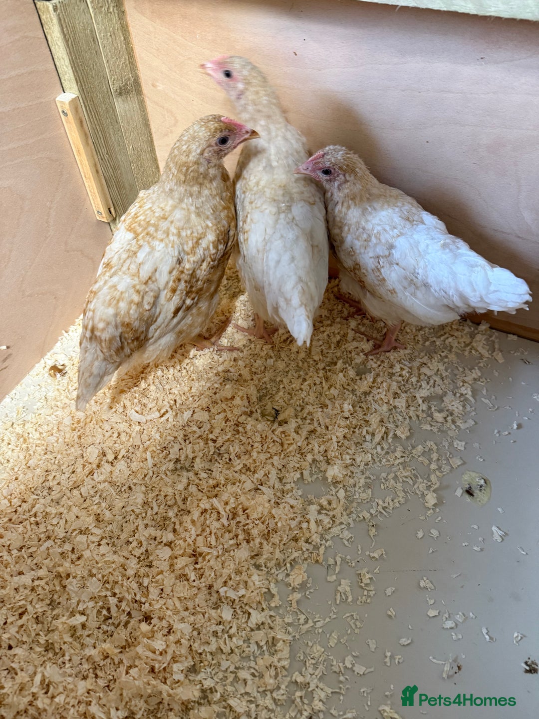 Chickens poultry for sale: For sale pullet hybrids  - Image 3