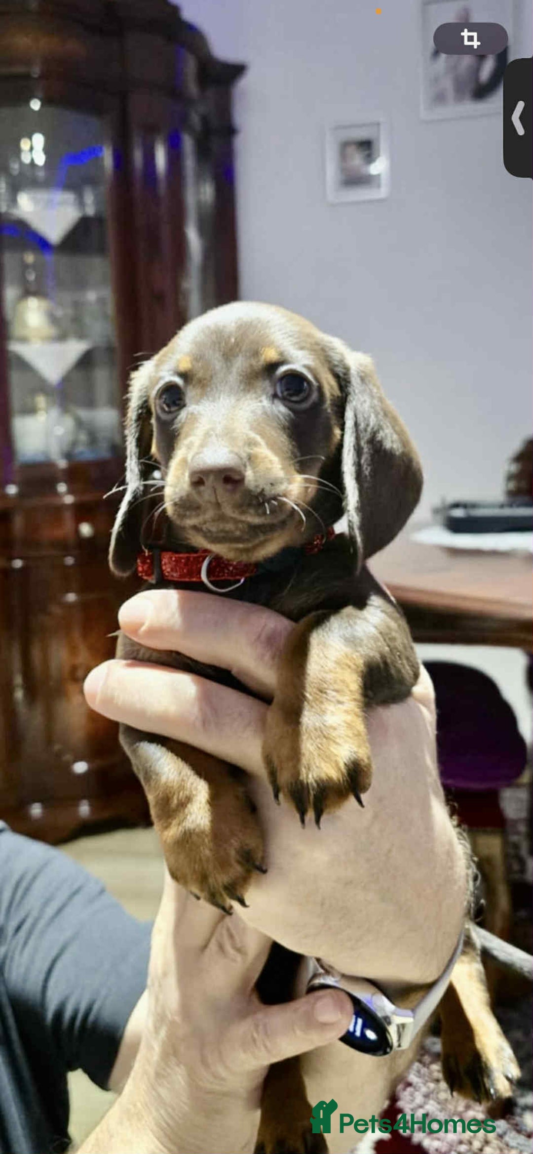 Dachshund dogs for sale: Miniature dachshund puppies for sale - Image 5