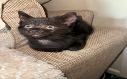 Bombay cats for sale: FREE 8 week old black kitten female  - Image 3