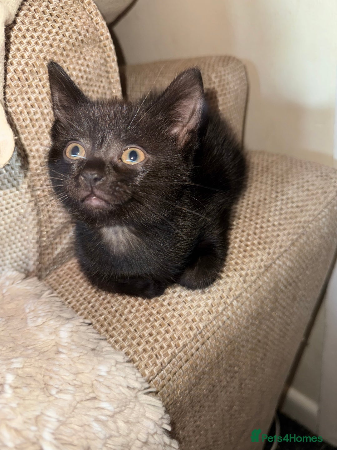 Bombay cats for sale: FREE 8 week old black kitten female  - Image 3